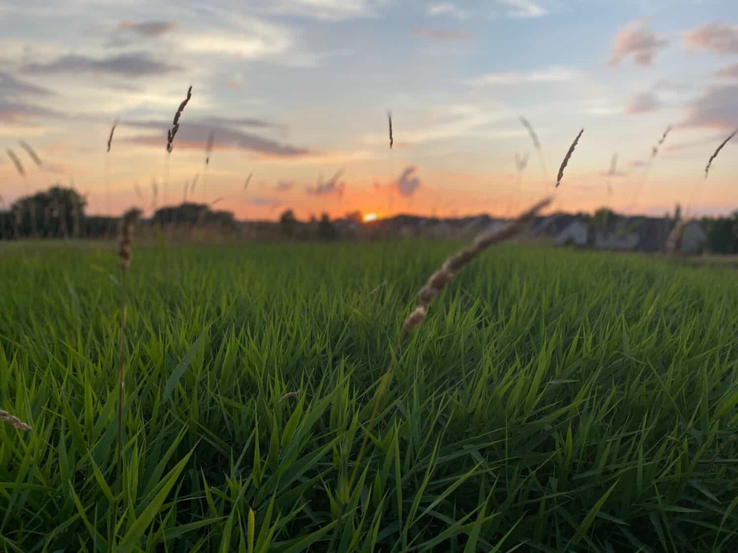 Suburban Sunset - Golf Course in Northville, MI