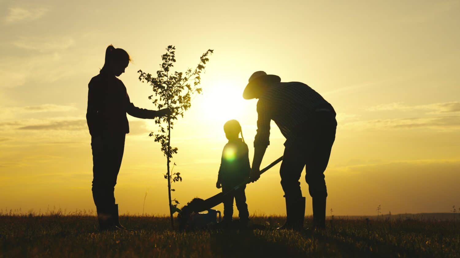 father mother child planting tree sunset. family silhouette. three people water plant plant soil sunset. father farmer with shovel digs roots plant into ground park. Agriculture. happy family life.