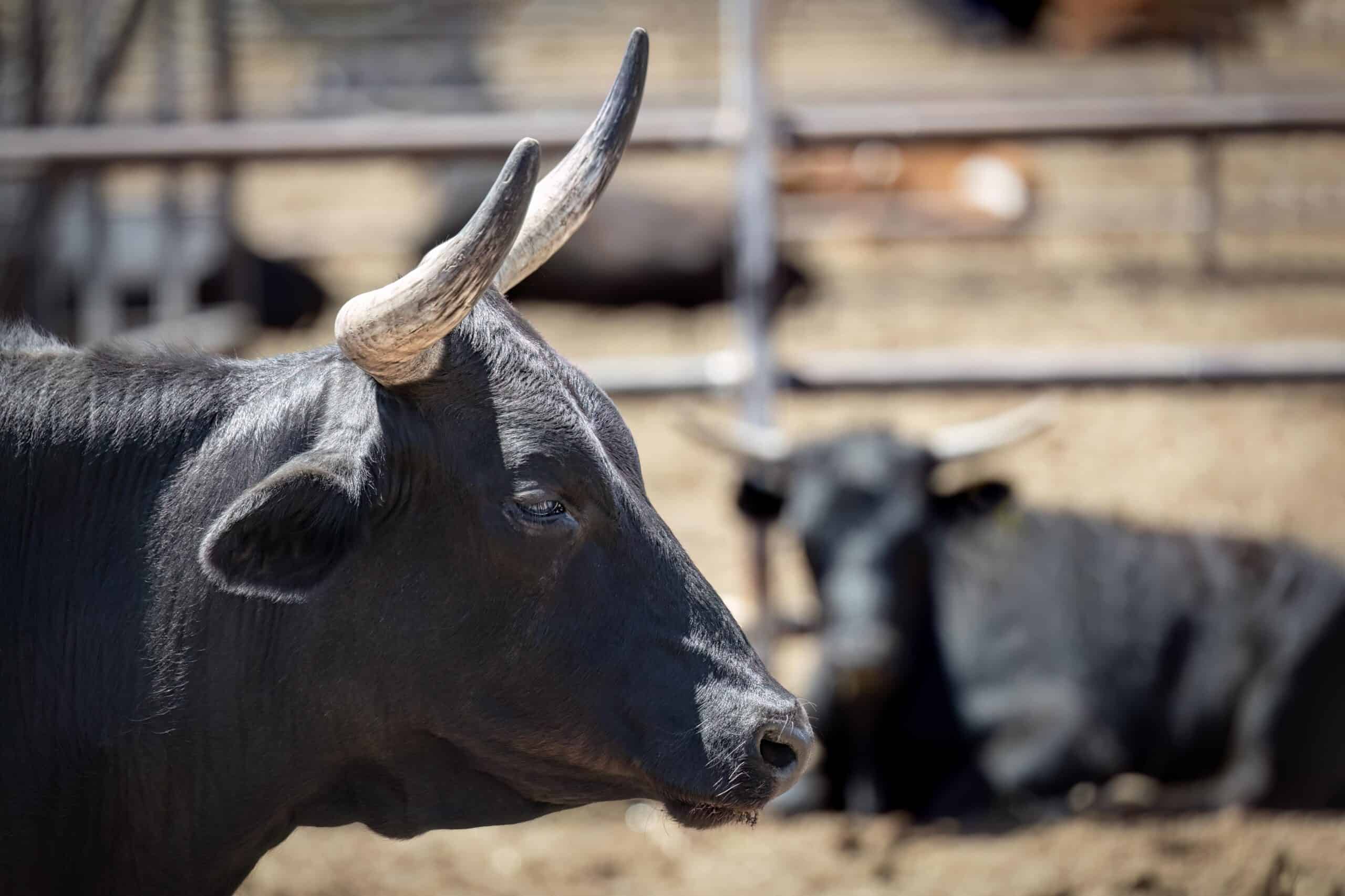 Canutillo, Texas | Bull in Canutillo