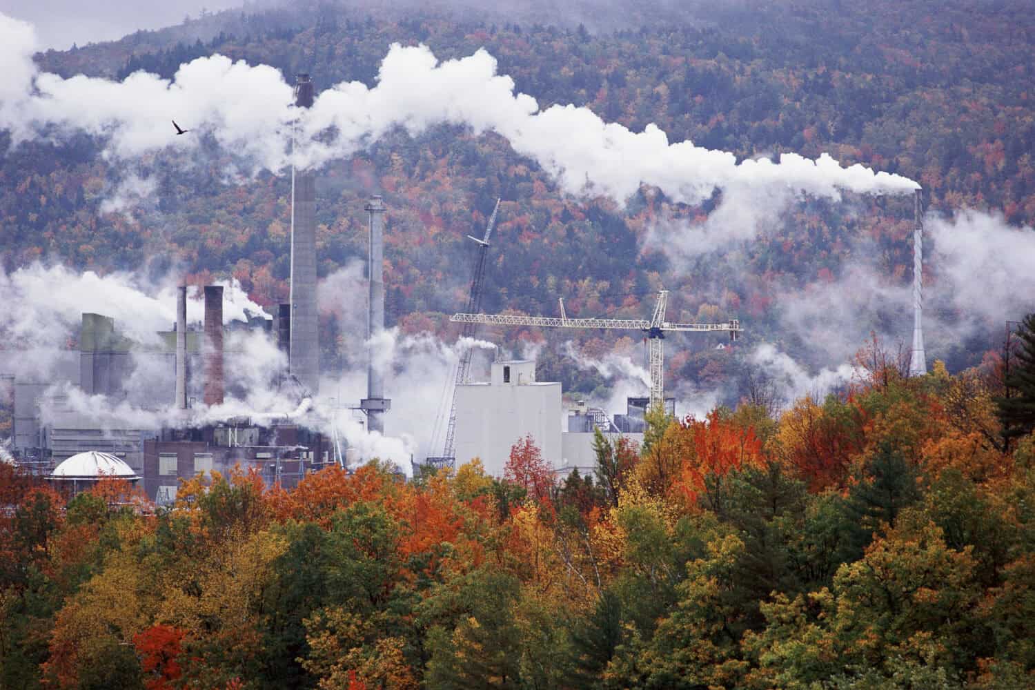 Paper mill in a forest