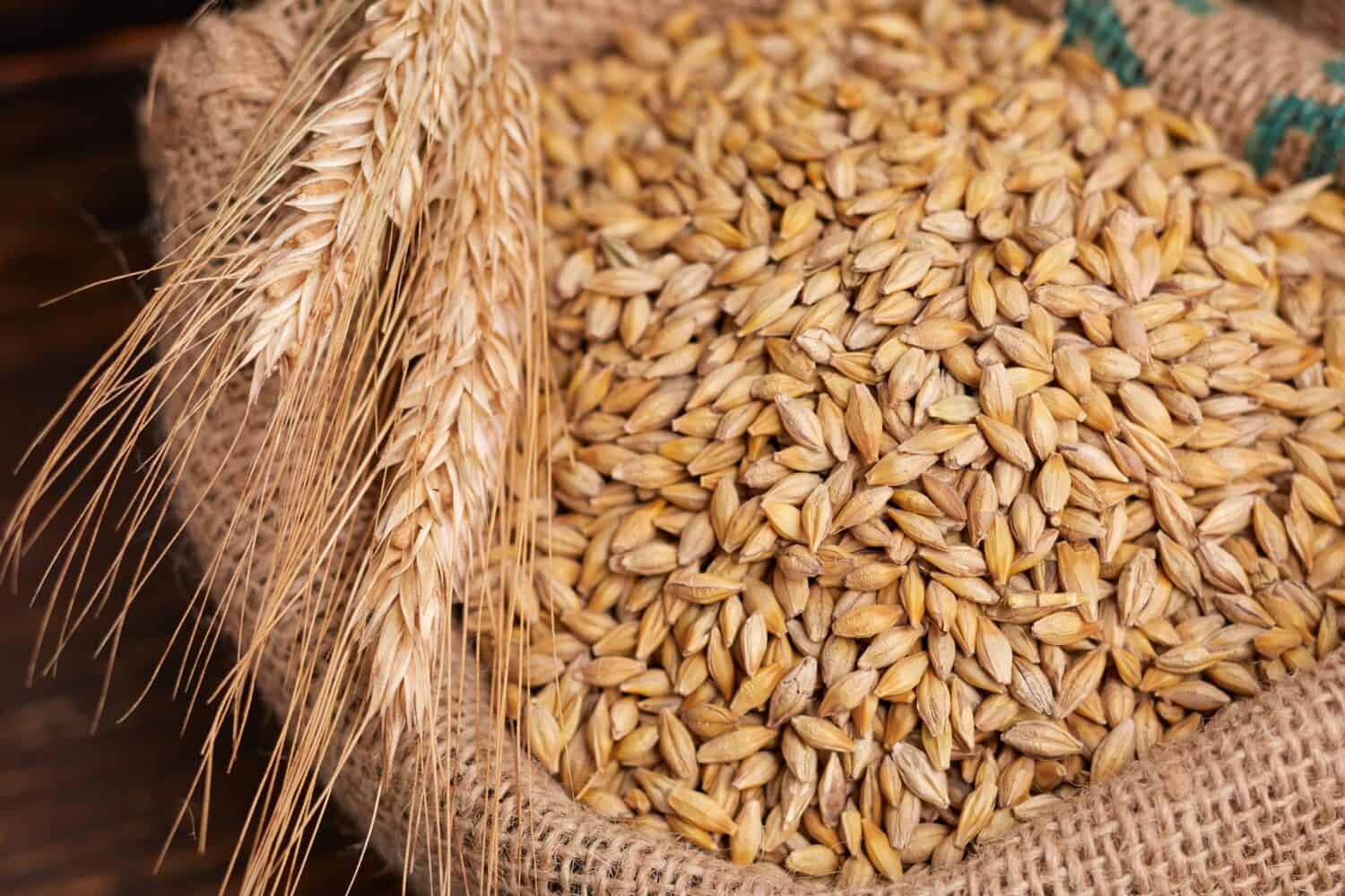 barley grain on the wooden background