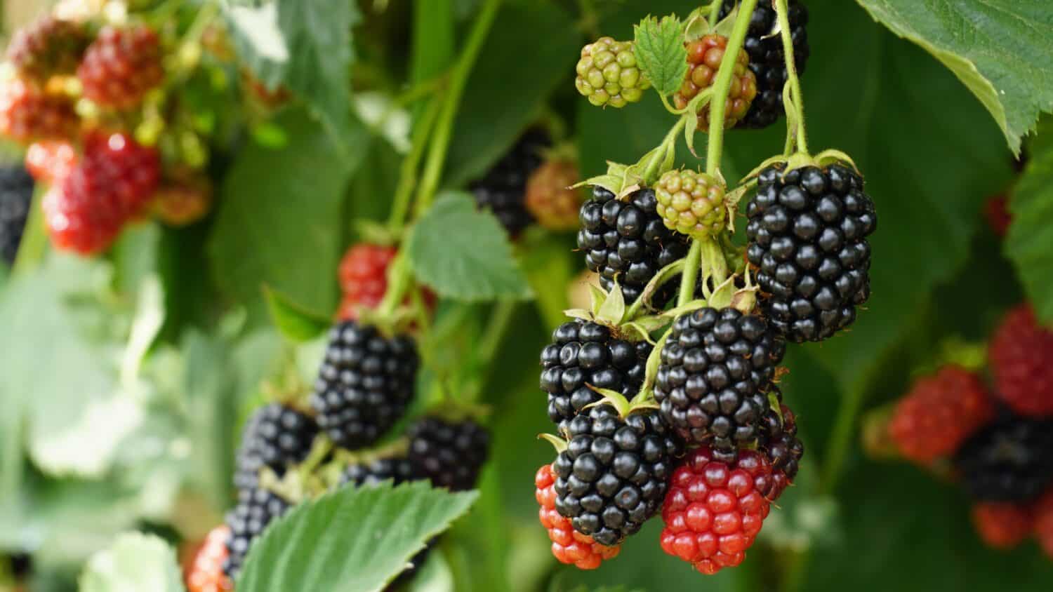 Blackberry. Rubus Eubatus. Fresh blackberries in the garden. A bunch of ripe blackberry fruits on a branch with green leaves. Beautiful natural background. Blackberry harvest. Selective focus.