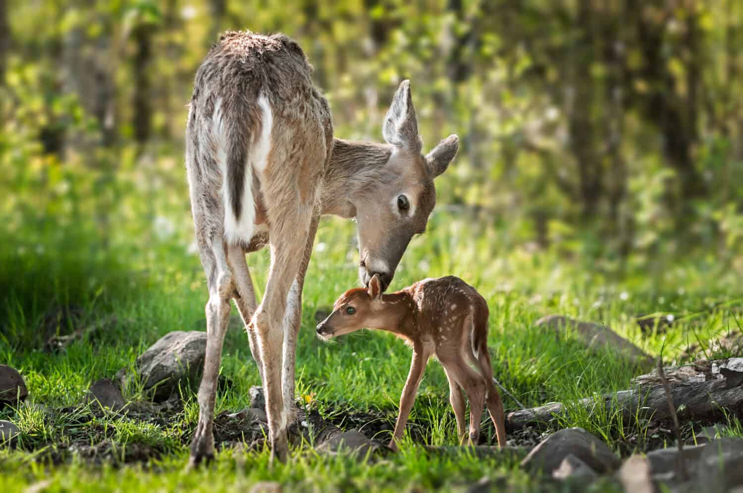 White-Tailed Deer (Odocoileus virginianus) Sniffs Behind Fawn&#039;s Ears - captive animals