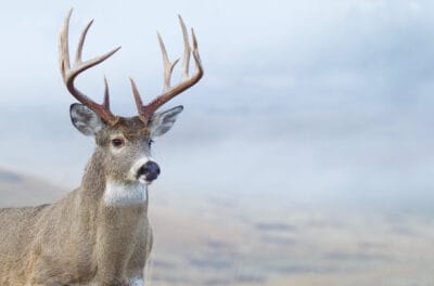 Your Average Buck Is Half the Size of These Trophy Kills