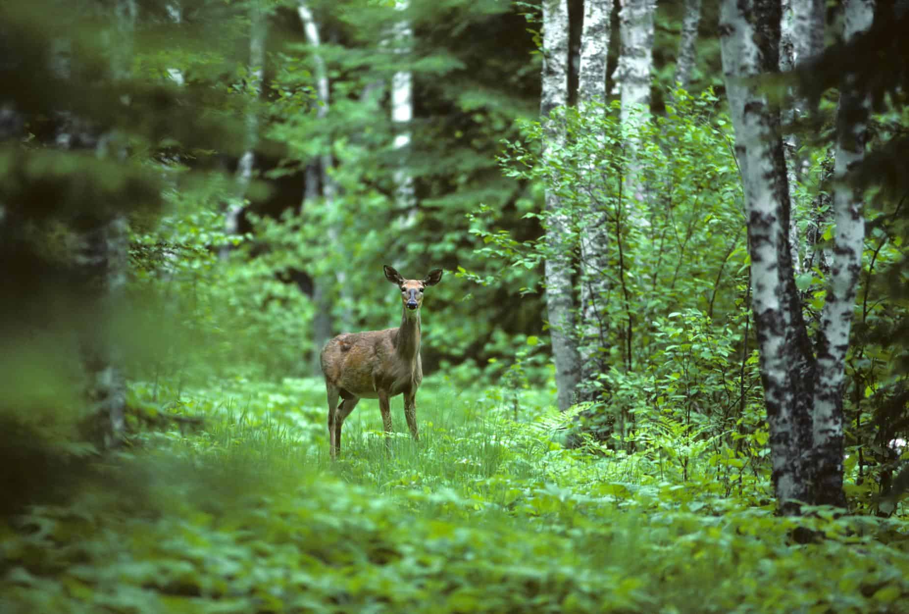 forest in Minnesota | White tailed deer in a forest landscape