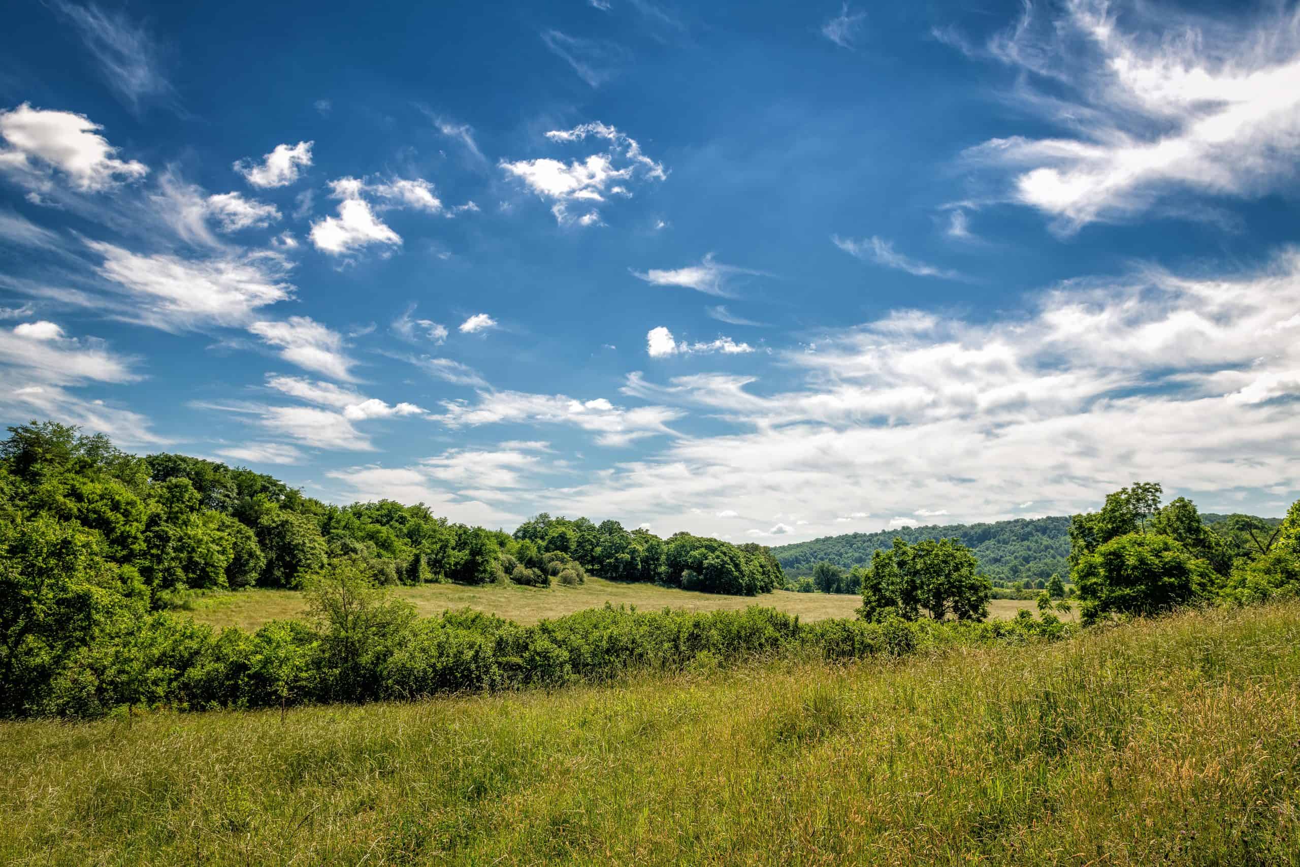 Virginia forest | Sprawling field on a summer morning in the foothills of Virginia