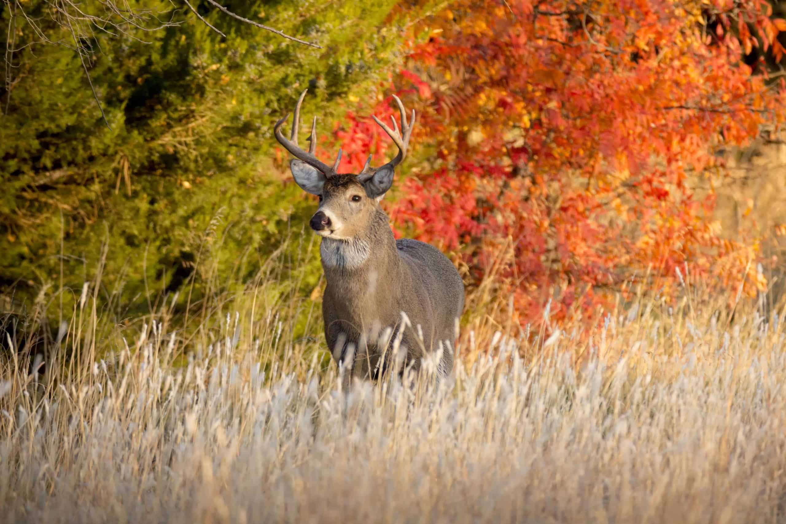 Kansas forest | Powerful Male Whitetail Buck During Fall Rutting Season In Kansas