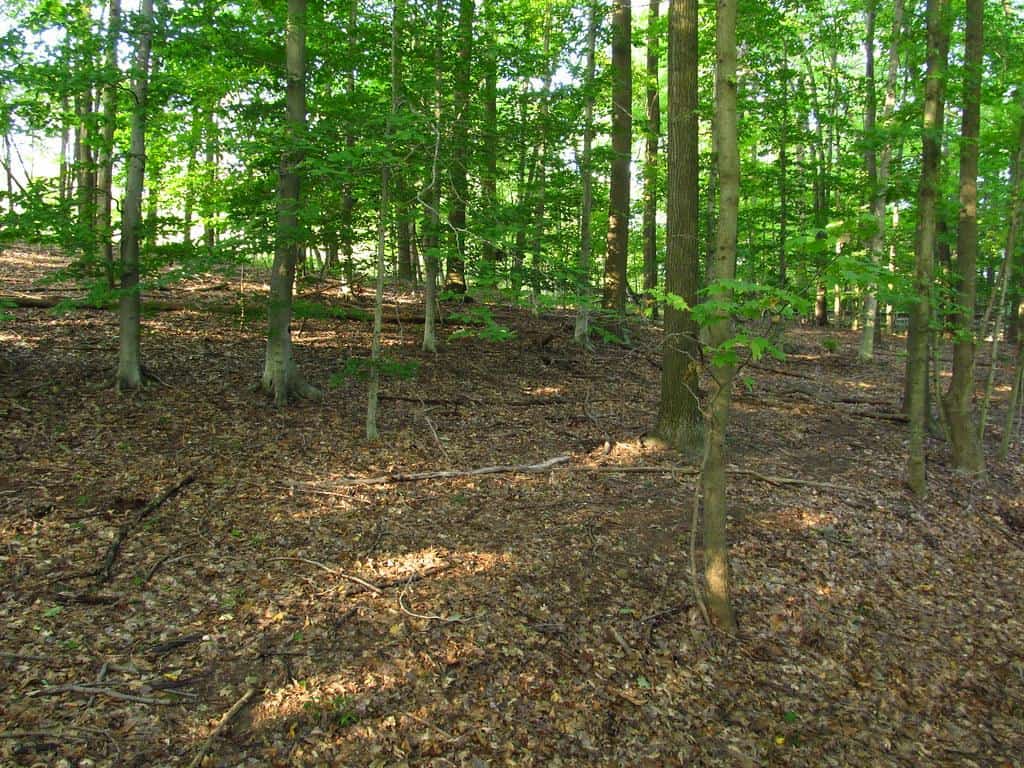 Forest Near Boardwalk from Brandywine Falls, Cuyahoga Valley National Park, Ohio by Ken Lund