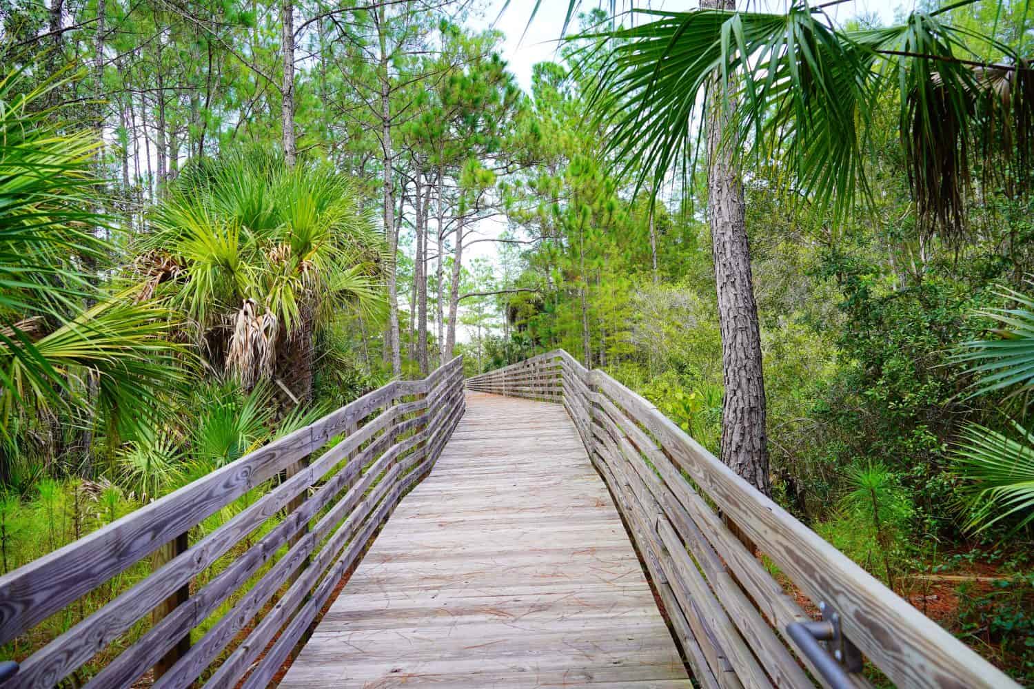 A beautiful boardwalk and hiking trail in Florida