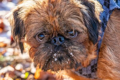 Dogs of the Dow: These Are The Best Dividend Stocks in 2025