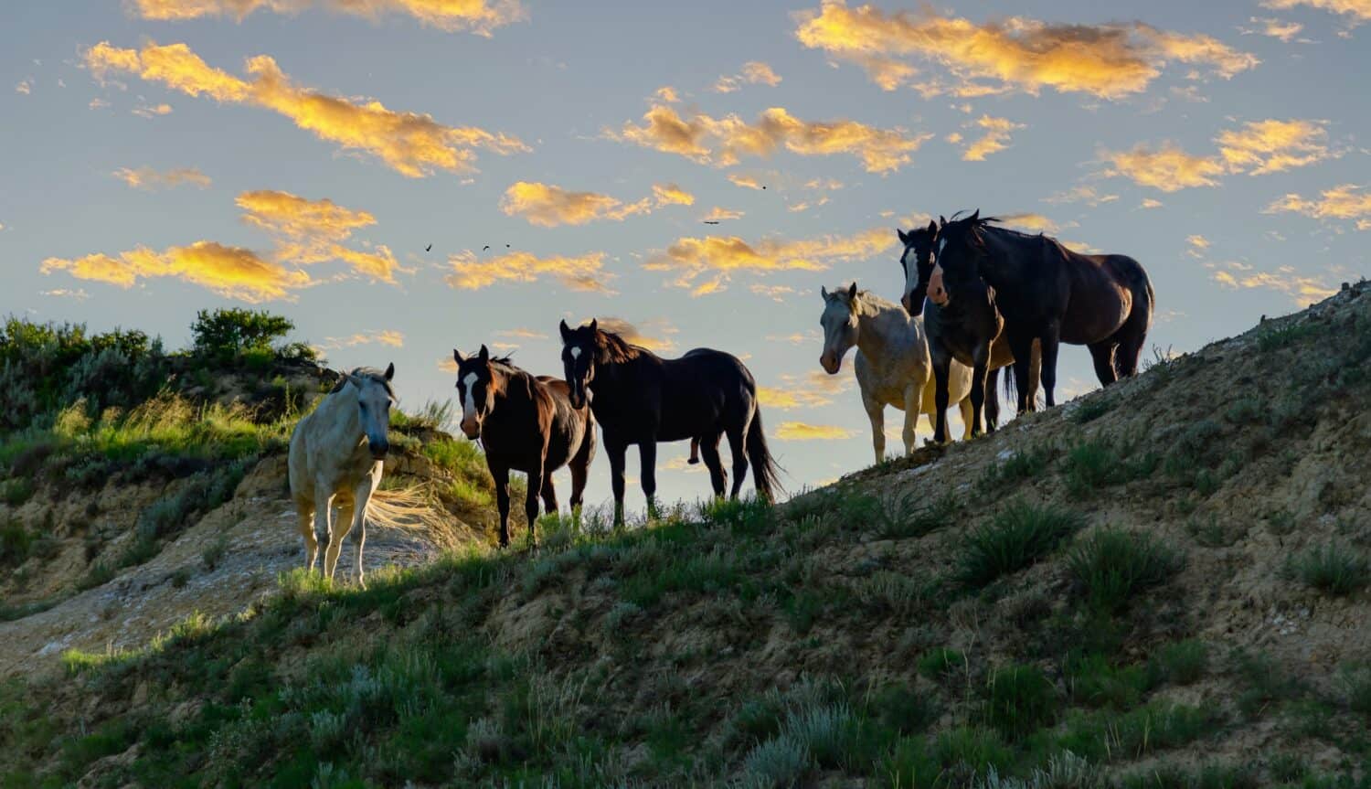 Wild mustang horses on the prairie, Theodore Roosevelt National Park, North Dakota, USA