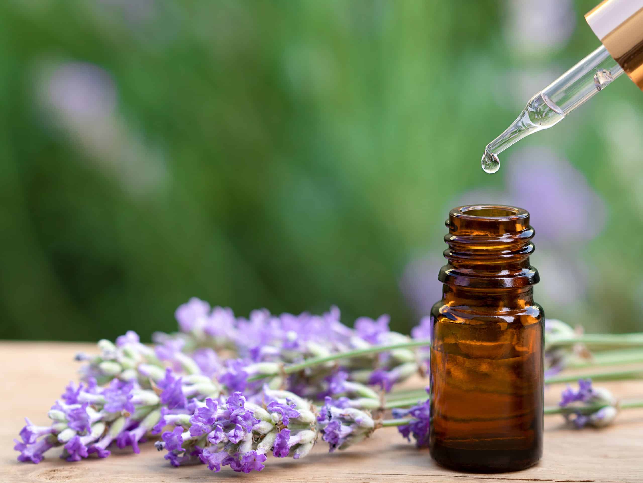 Essential lavender oil in bottle with dropper, drop of liquid on it. Lavender on wooden desk. Green nature background