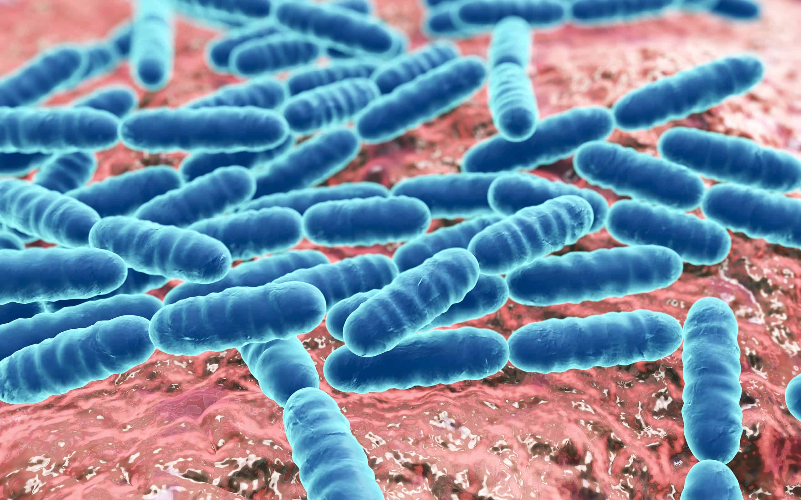 Probiotic bacteria Lactobacillus