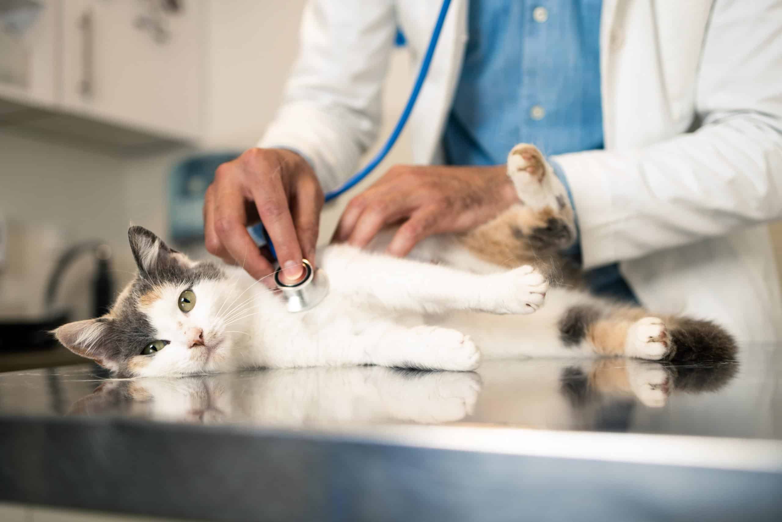 | Veterinarian examines the pet