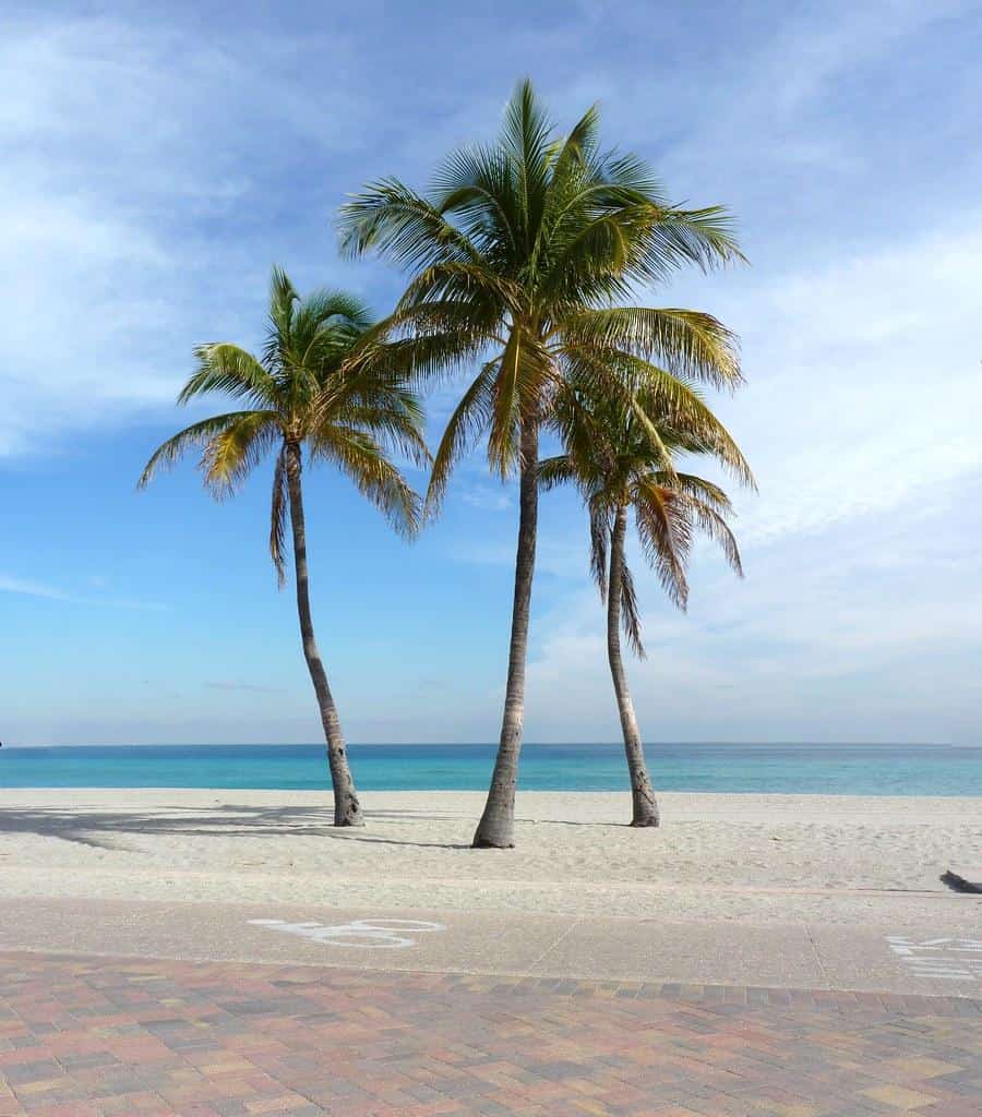 Florida-Beach Palmen by Sebastian Fuss