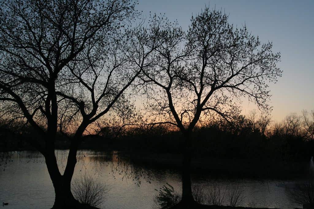 Spring Evening Silhouette, Wichita by Sharon Mollerus