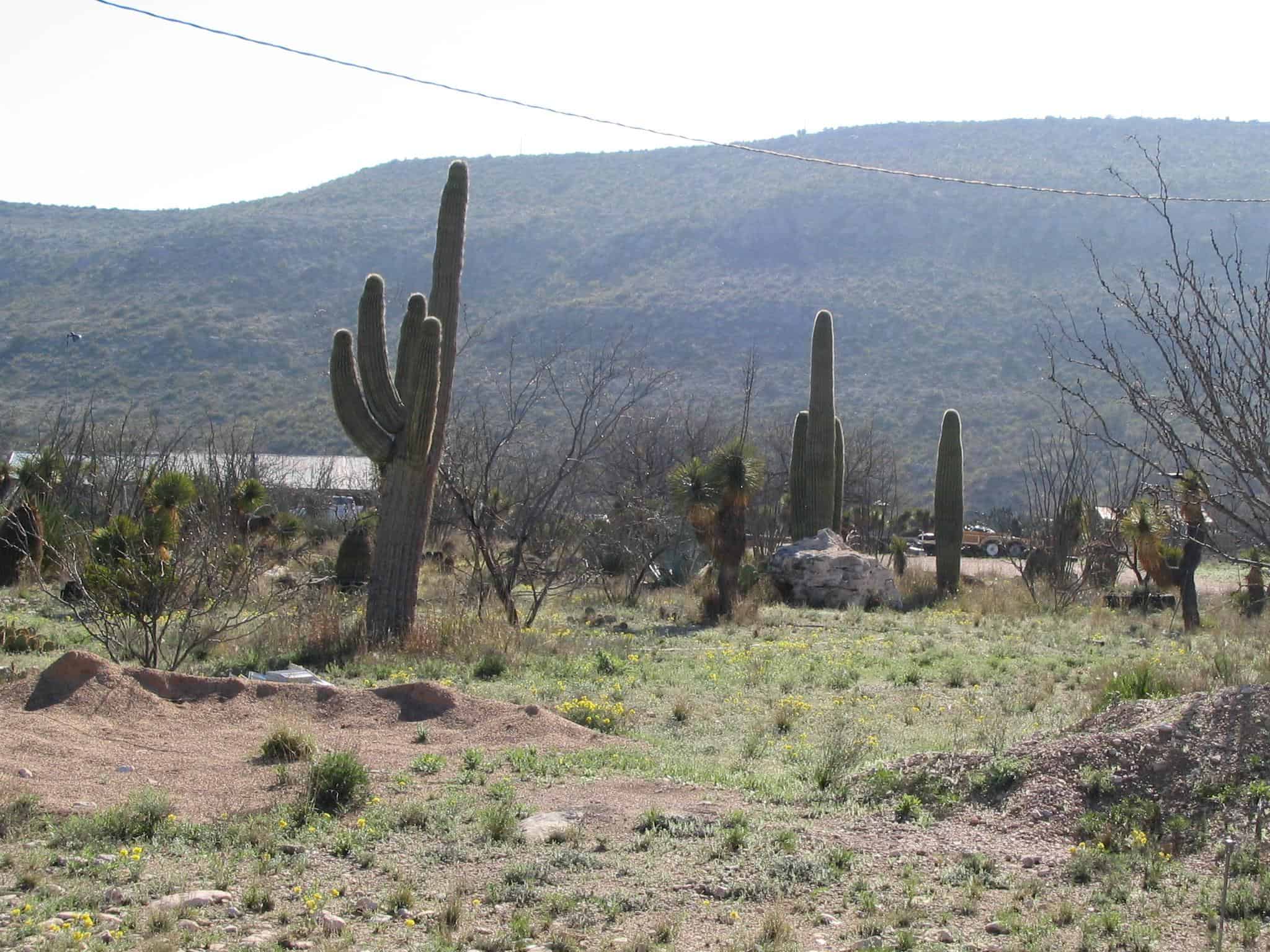 Saguaro Cacti, Dryden, Texas by Ken Lund