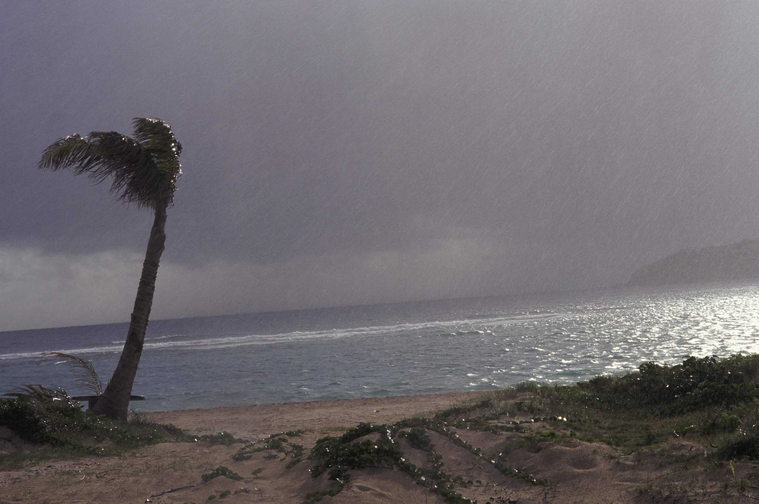 Hurricane Juan 2003 | Hurricane on a Beach, Palm Tree Swaying in the Wind and Rain