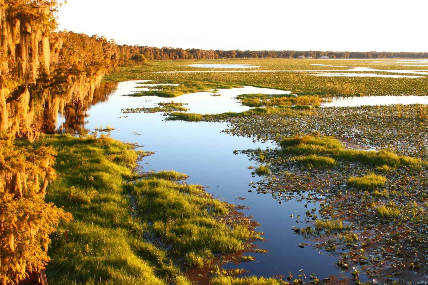 Evening at Lake Arbuckle of the Lake Wales Ridge State Forest in central Florida