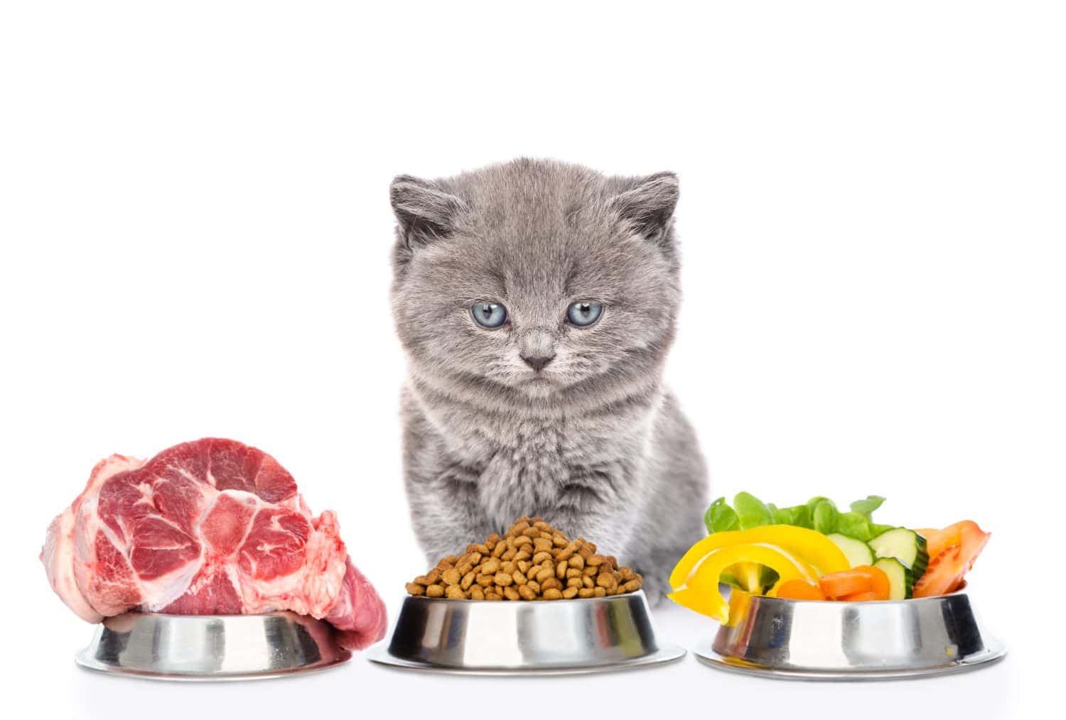 Cute kitten sits with varied food for pets. isolated on white background.