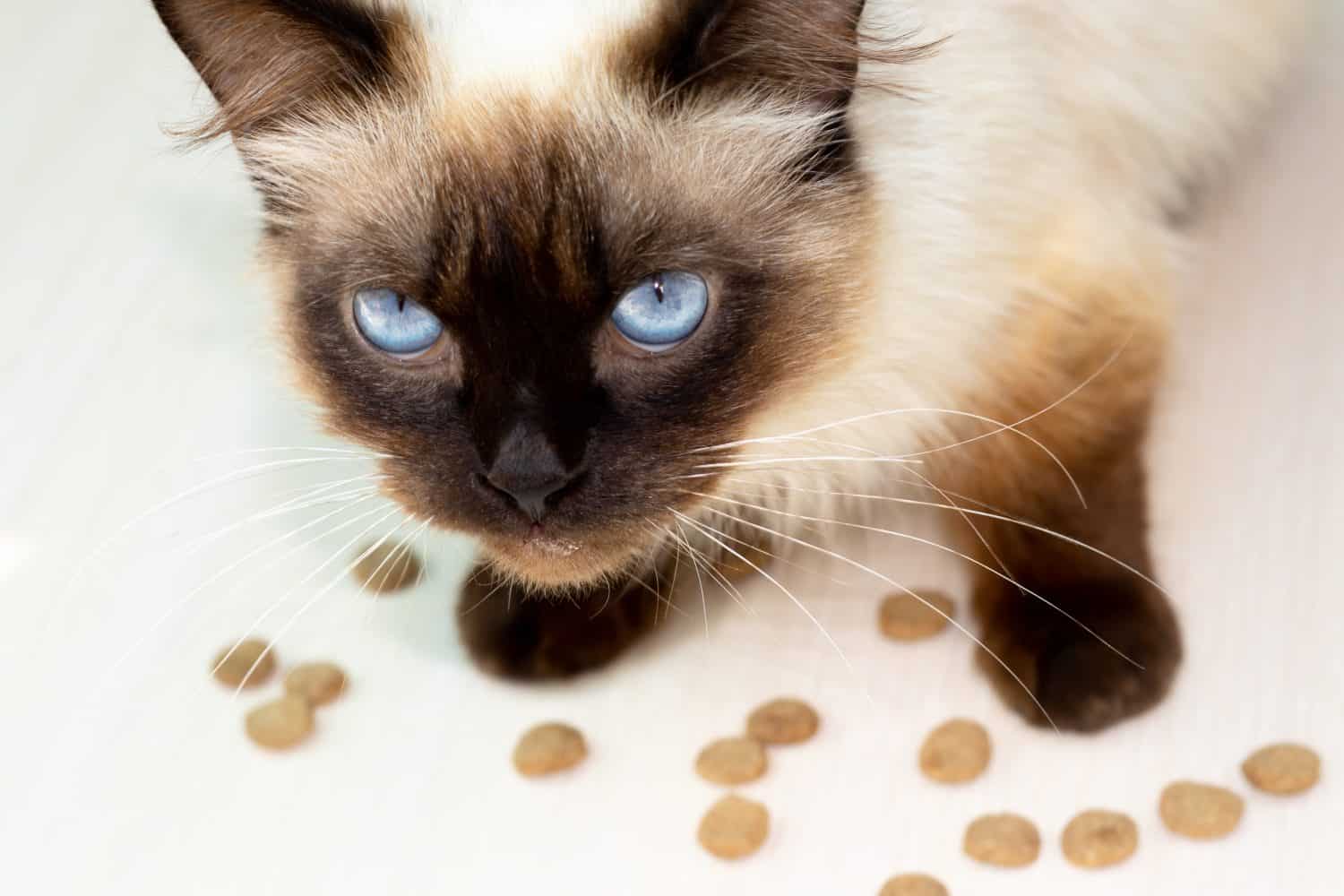 beautiful siamese cat with blue color eyes sitting on floor and eating high protein dry cat food,scattered on the floor.cute adorable siamese cat with serious face emotion.sunny rays on floor.