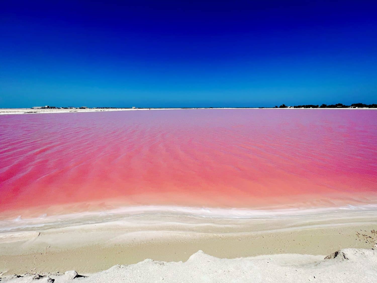 Las Coloradas in Zacatecas, Mexico. Las Coloradas, or &#039;blush red&#039; in Spanish, get its magenta pink hue from red-coloured algae, plankton and brine shrimp that live its salty waters.