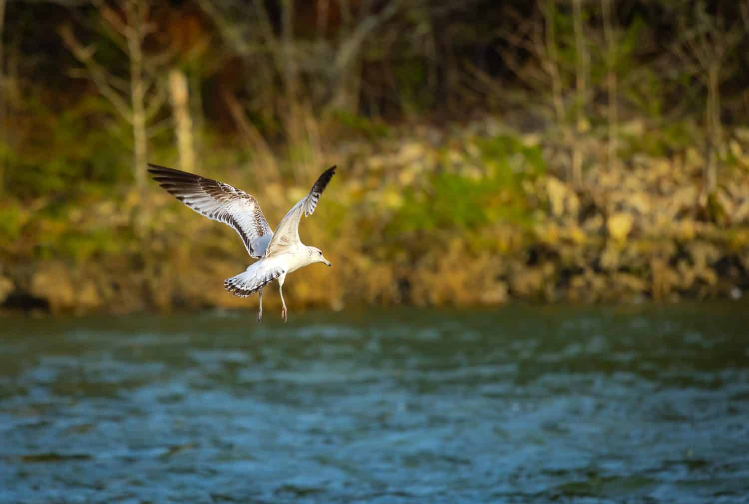 Seagull fishing river under West Point Dam in Heard county Georgia.