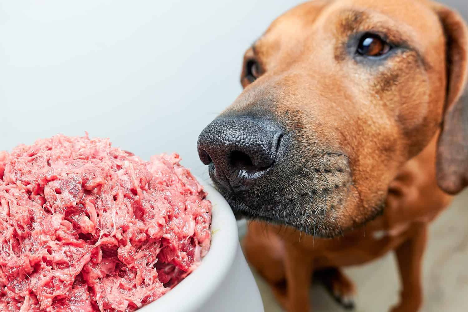 Natural dog food Feeding dog natural raw meat food Close-up dog and its food bowl