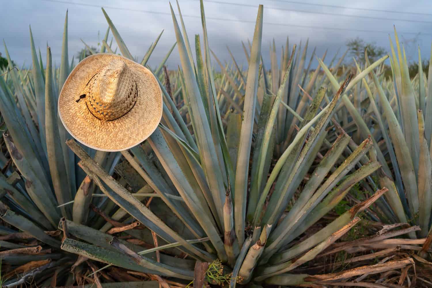 The farmer&#039;s hat is on the agave stalk in the town of Tequila Jalisco.