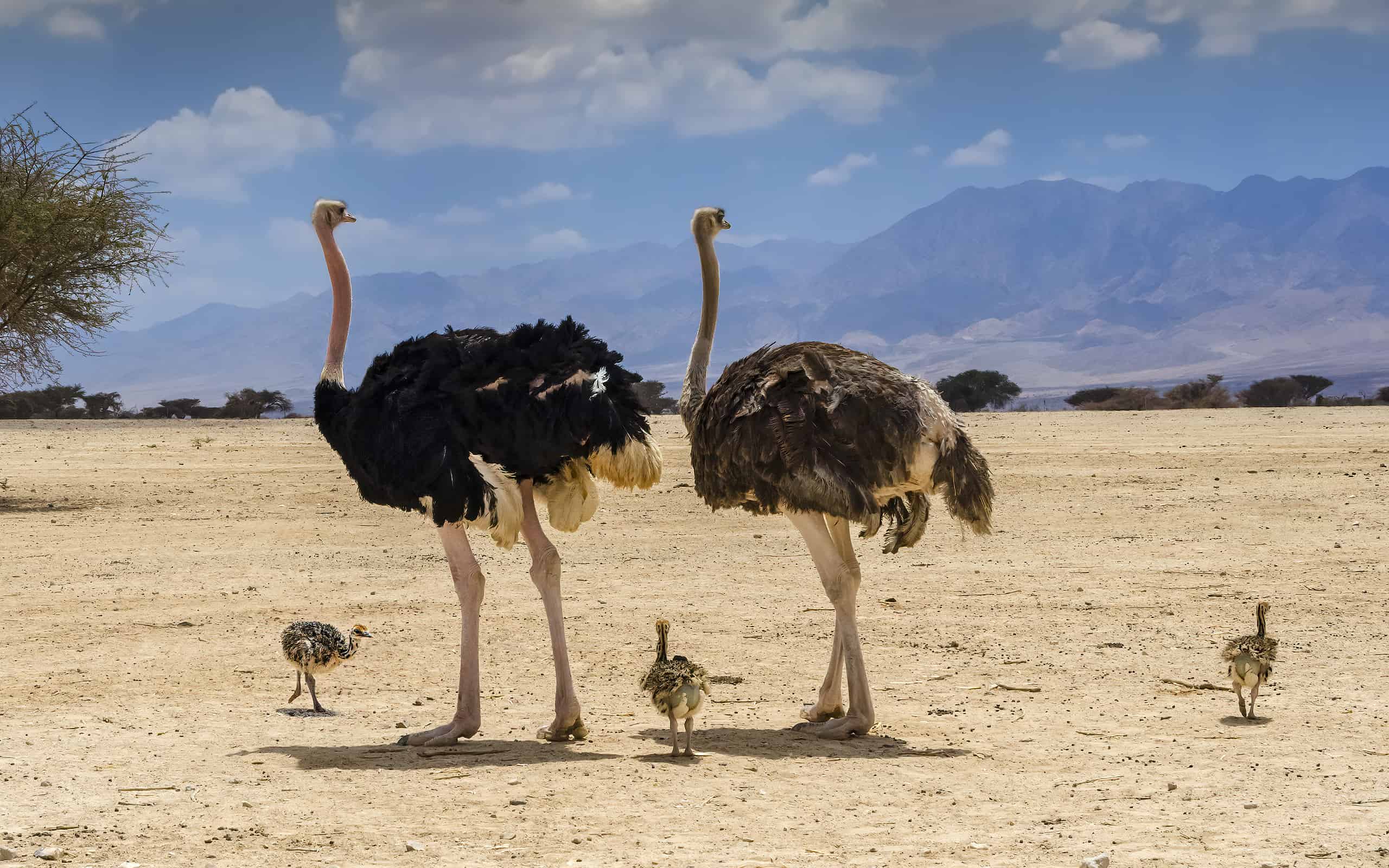 Family of African ostrich (Struthio camelus) in nature reserve, Middle East