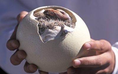 This Egg Will Cost You $30 and Makes a Massive Omelette