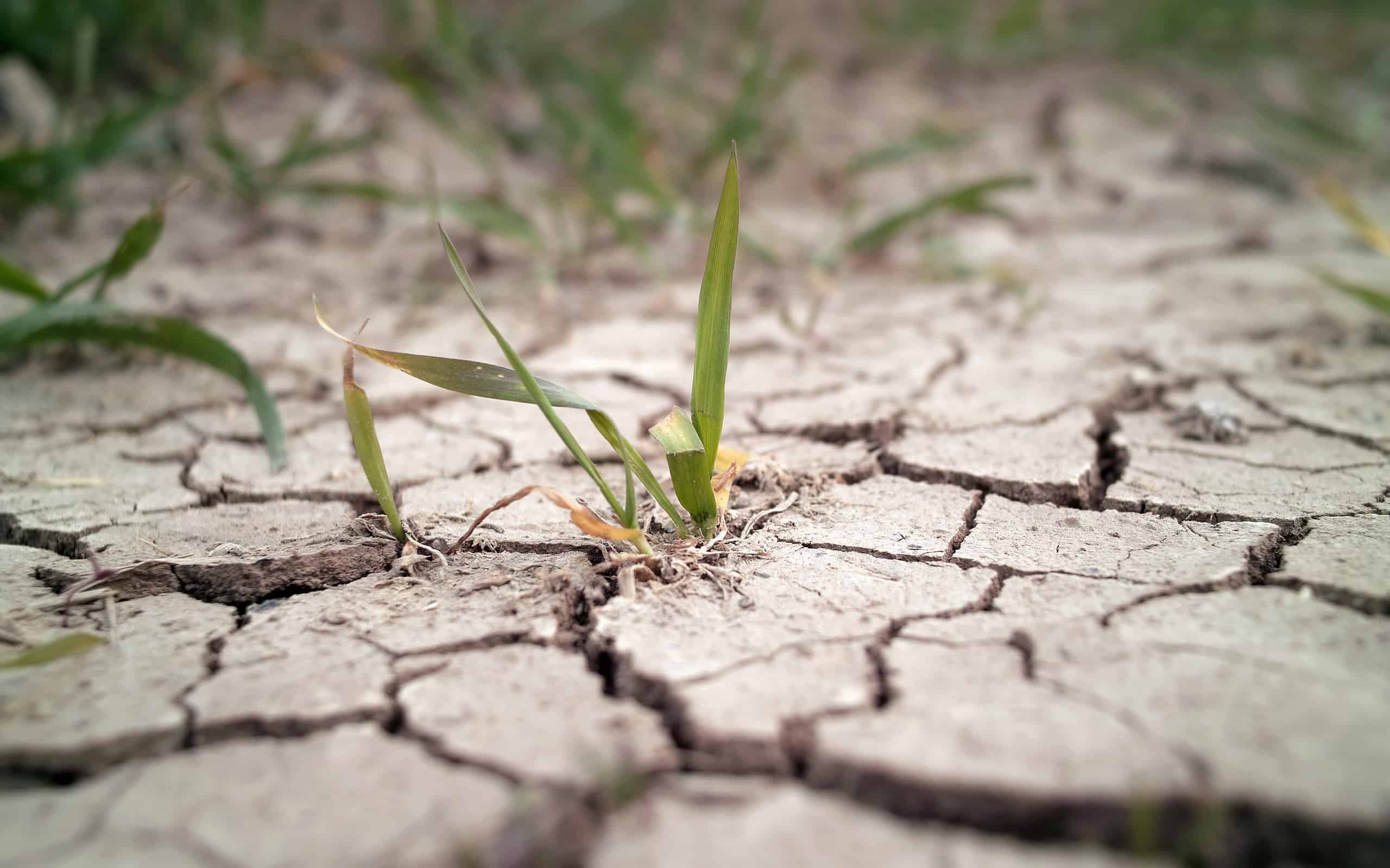 Wheat grass growing through cracks in the ground