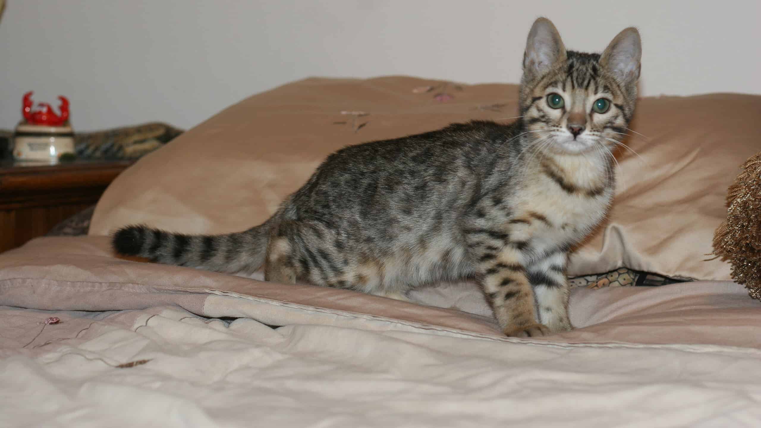 Early generation male Bengal cat