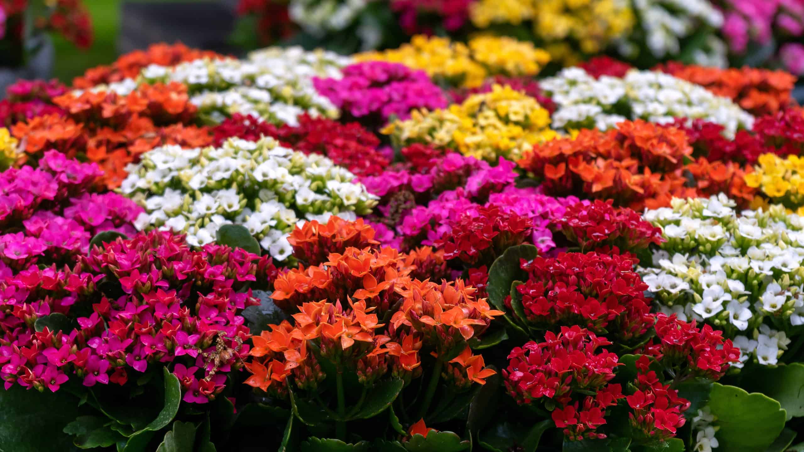 The most common kalanchoe has vibrant, showy blooms that vary in color.