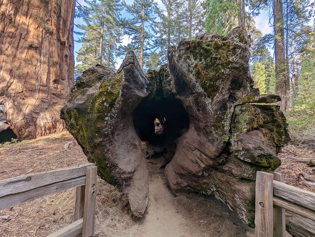 Kings Canyon National Park by RuggyBearLA