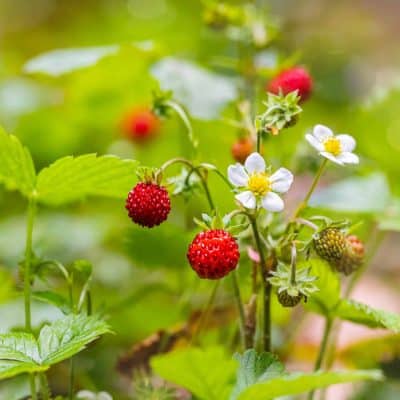 These Viral Strawberries $6 Each, Are They Worth the Hefty Price?