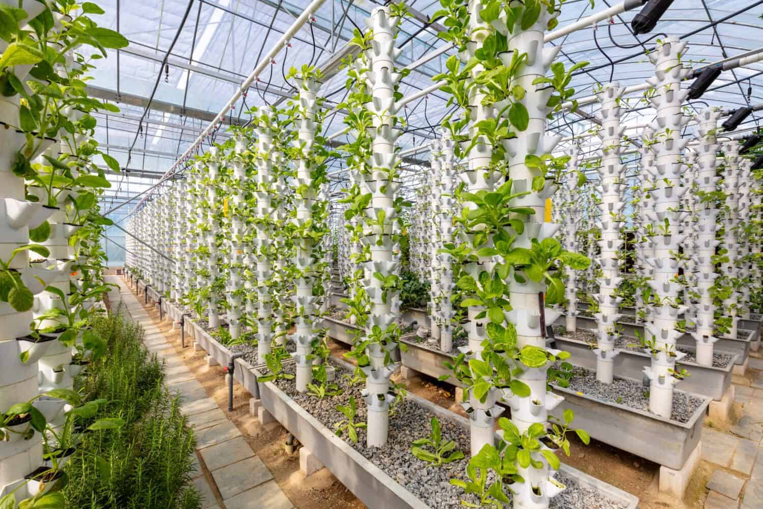 Sustainable Agriculture. Hydroponics based production method farm. Wellness, healthy and sustainable food sourcing concept. Vertical Farming.