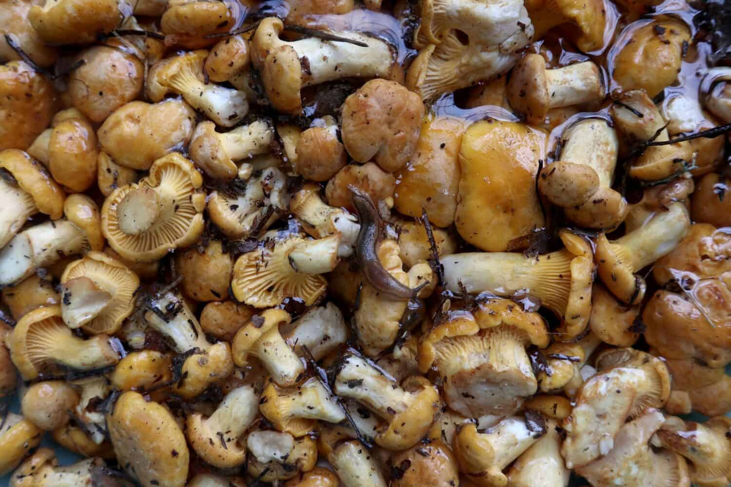 This Delicious Mushroom Will Cost You $50,000 Per Pound