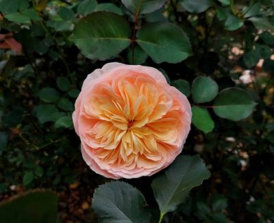This Rose Cost $4.3 Million to Cultivate, Was It Worth It?