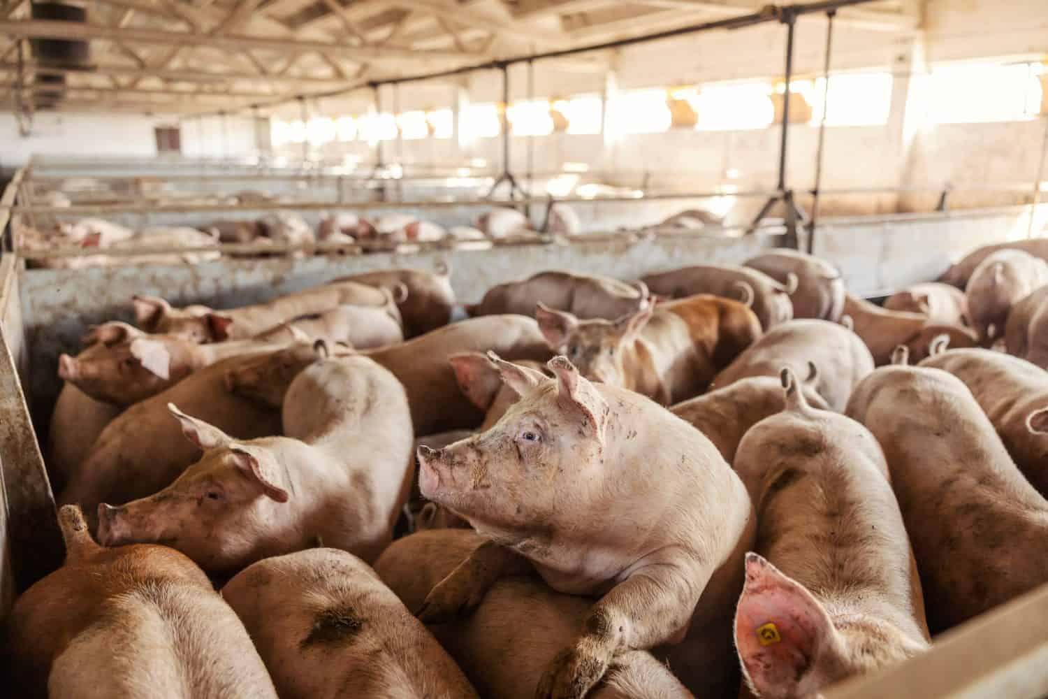 Many adult pigs at a pig farm. Livestock breeding. Meat industry and agriculture.