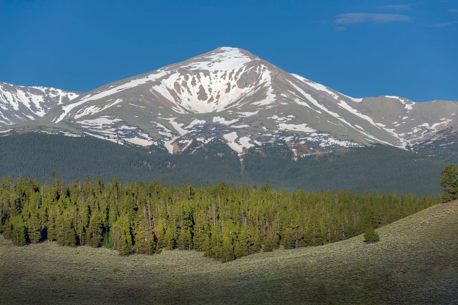 &quot;Morning View of Mount Elbert and Pine Trees&quot;