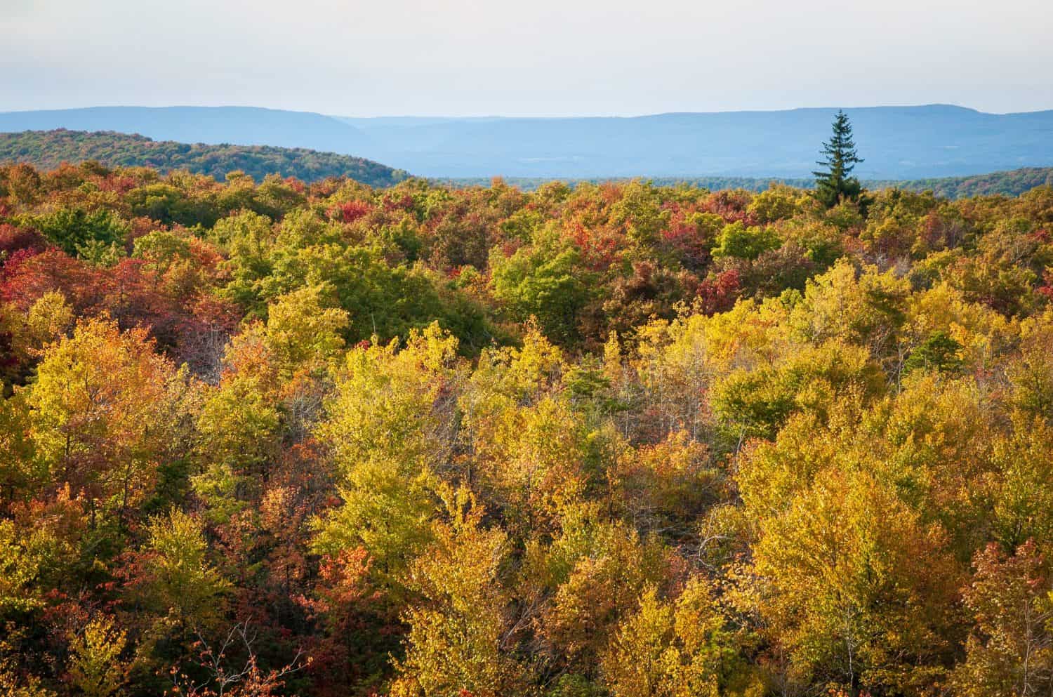 Mount Davis During Autumn in Forbes State Forest, Pennsylvania, USA