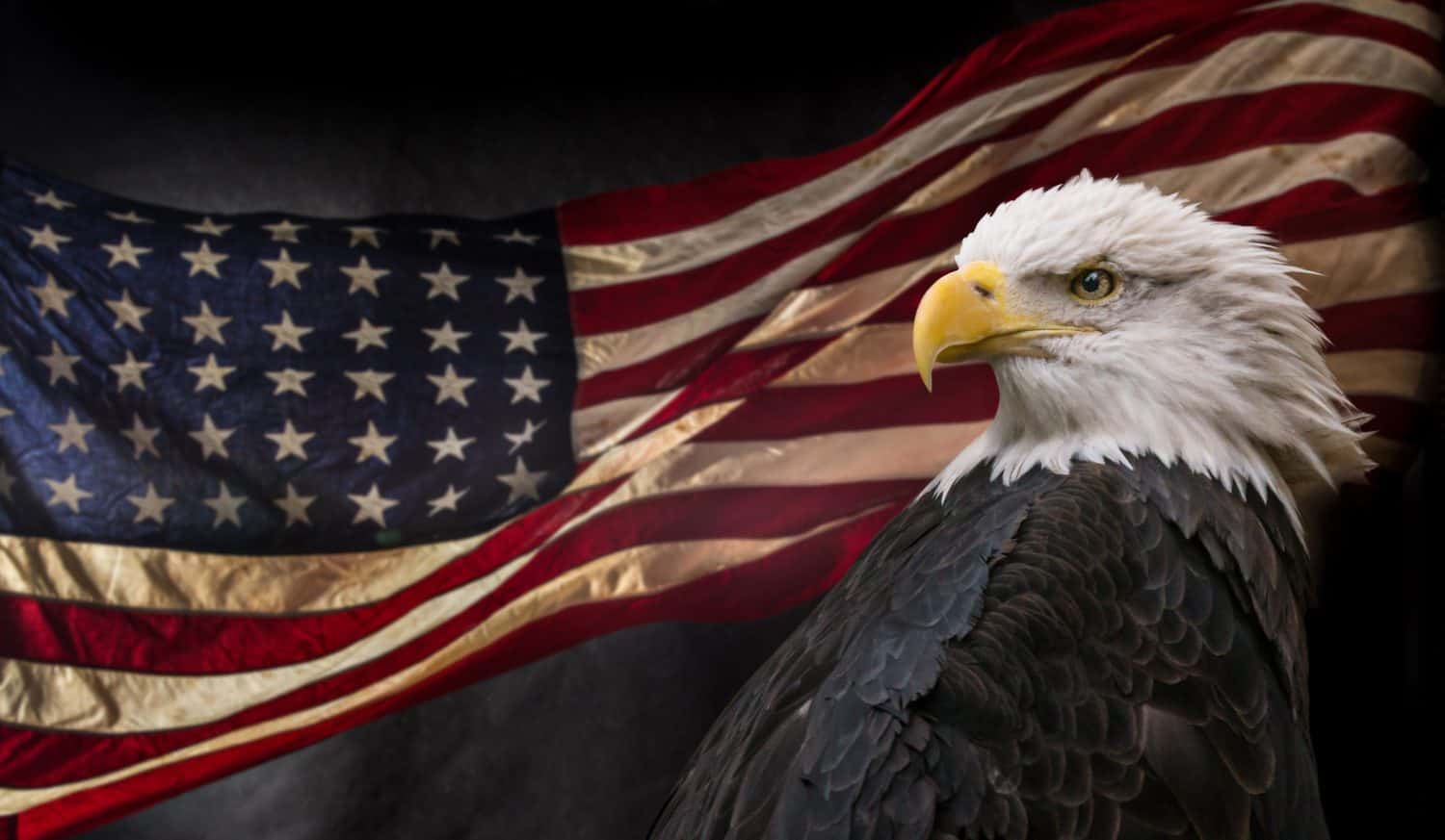 American Bald Eagle - symbol of america -with flag. United States of America patriotic symbols.