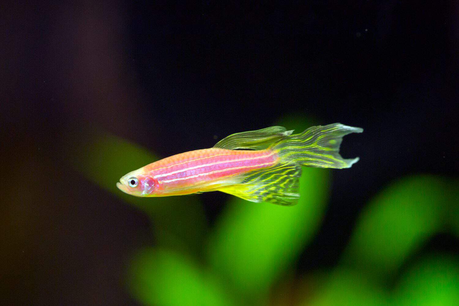 Zebra danio GloFish - Danio rerio