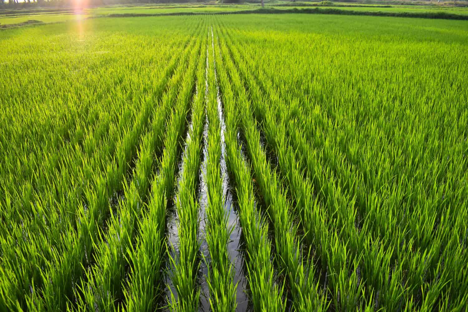 beautiful landscape growing Paddy rice field crop agricultural transplant wet farming land for seasonal harvesting south India tamilnadu