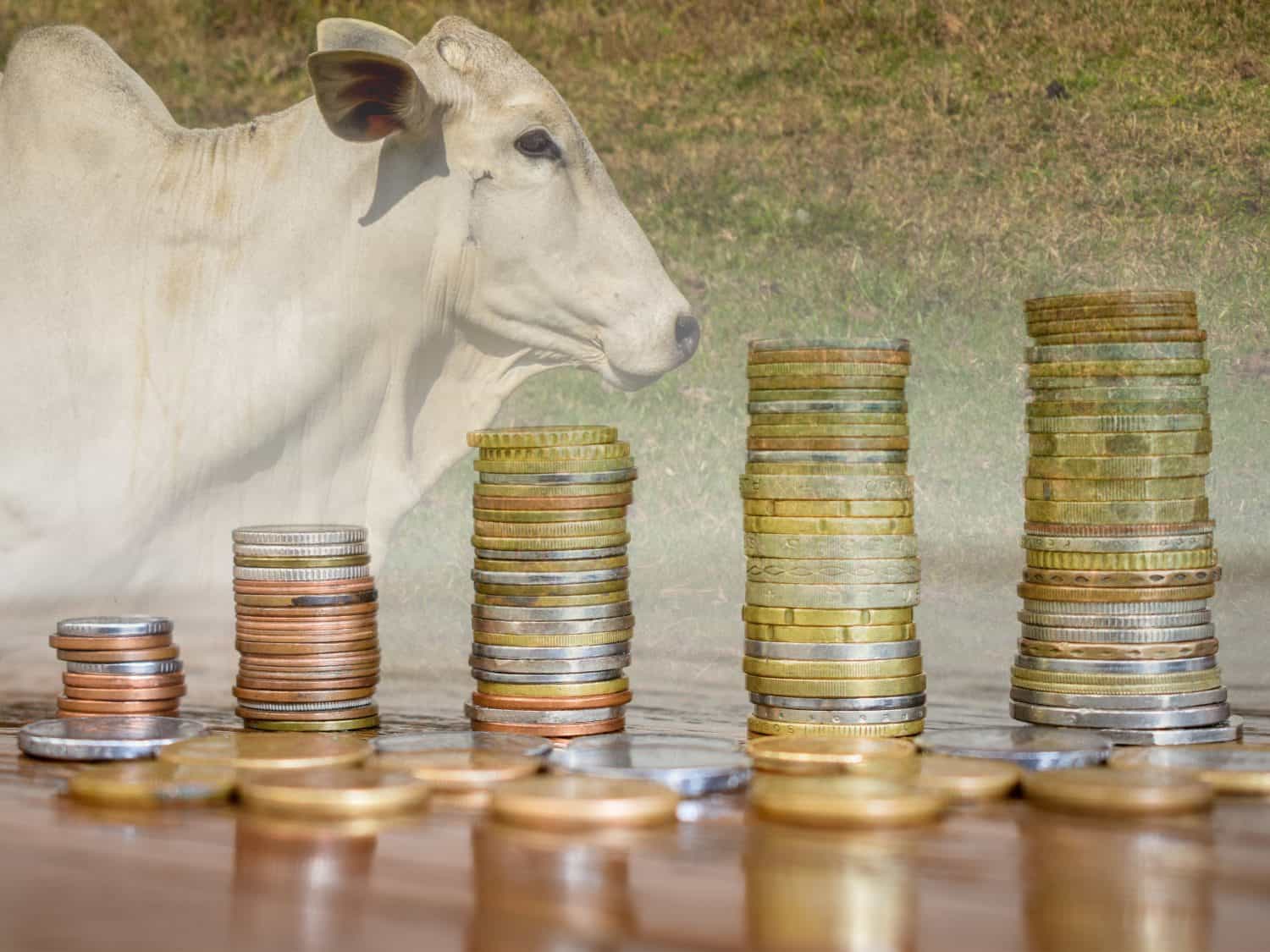 Nelore cattle and pile of coins. Concept of financial growth in agribusiness. double exposure. nellore cow