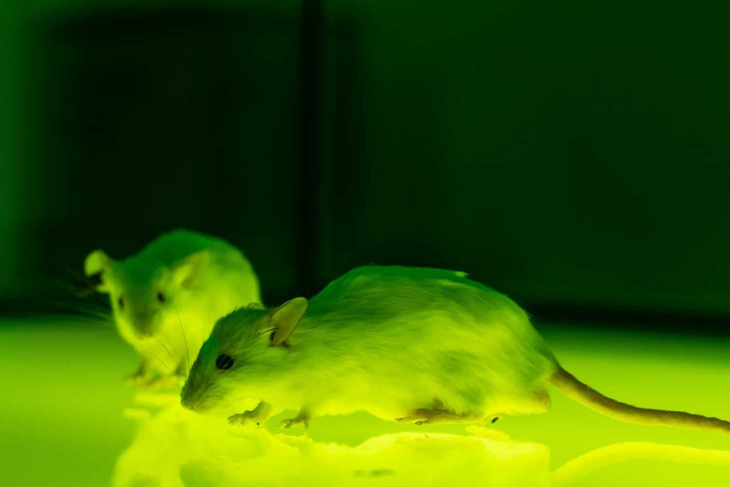 White laboratory rats isolated on luminous glass surface. Biological research lab, high tech environment, testing animals for human vaccine production. Medical and virus concept, green lighting