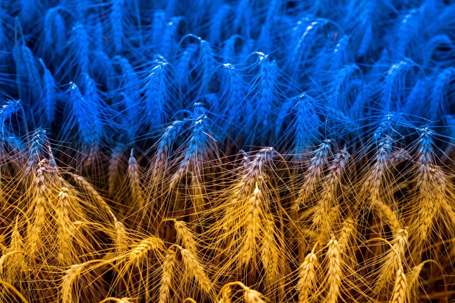 Toned photo of a wheat field in the national colors of the flag of Ukraine - blue and yellow