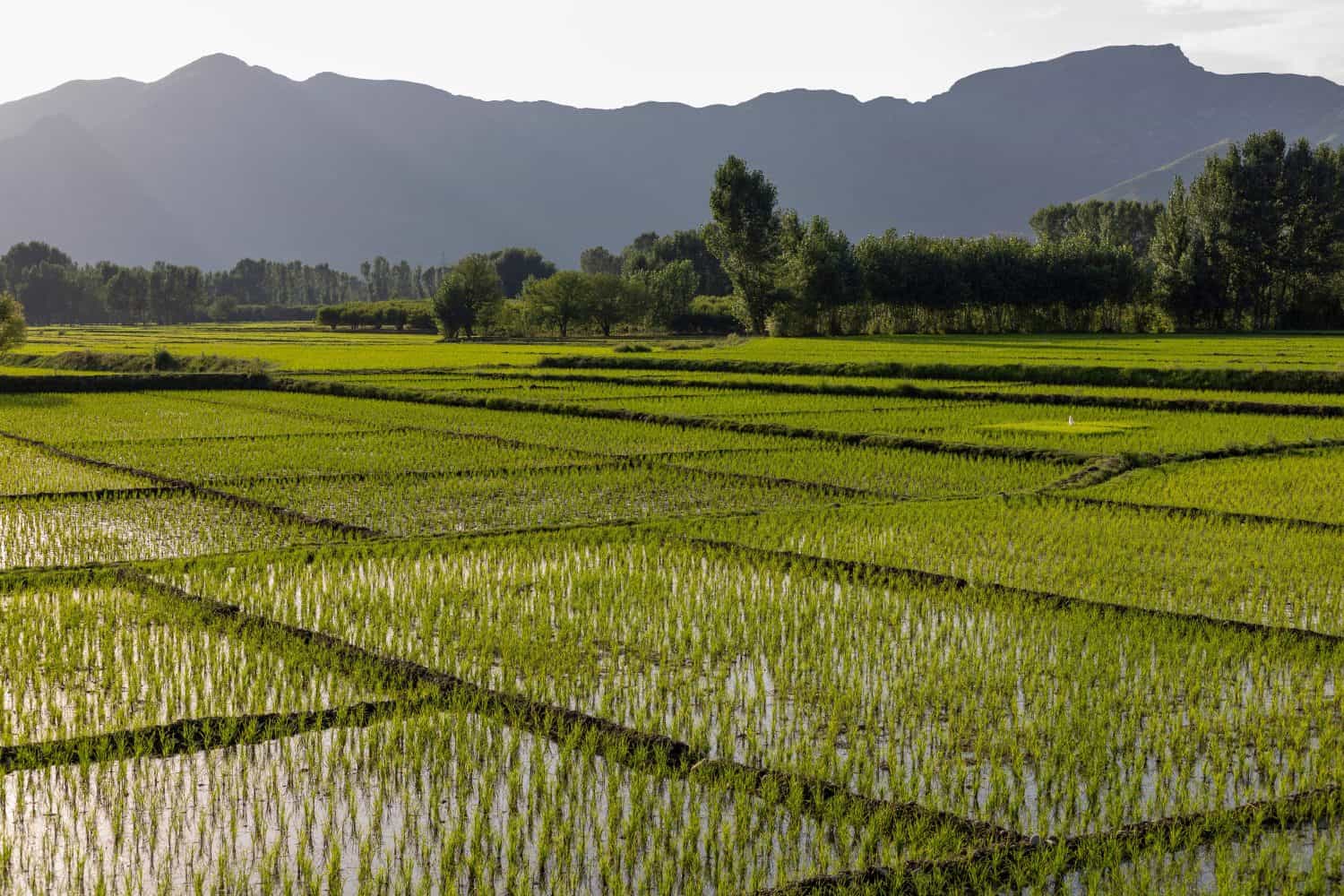 Rice cultivation is a village in Swat valley, Pakistan.