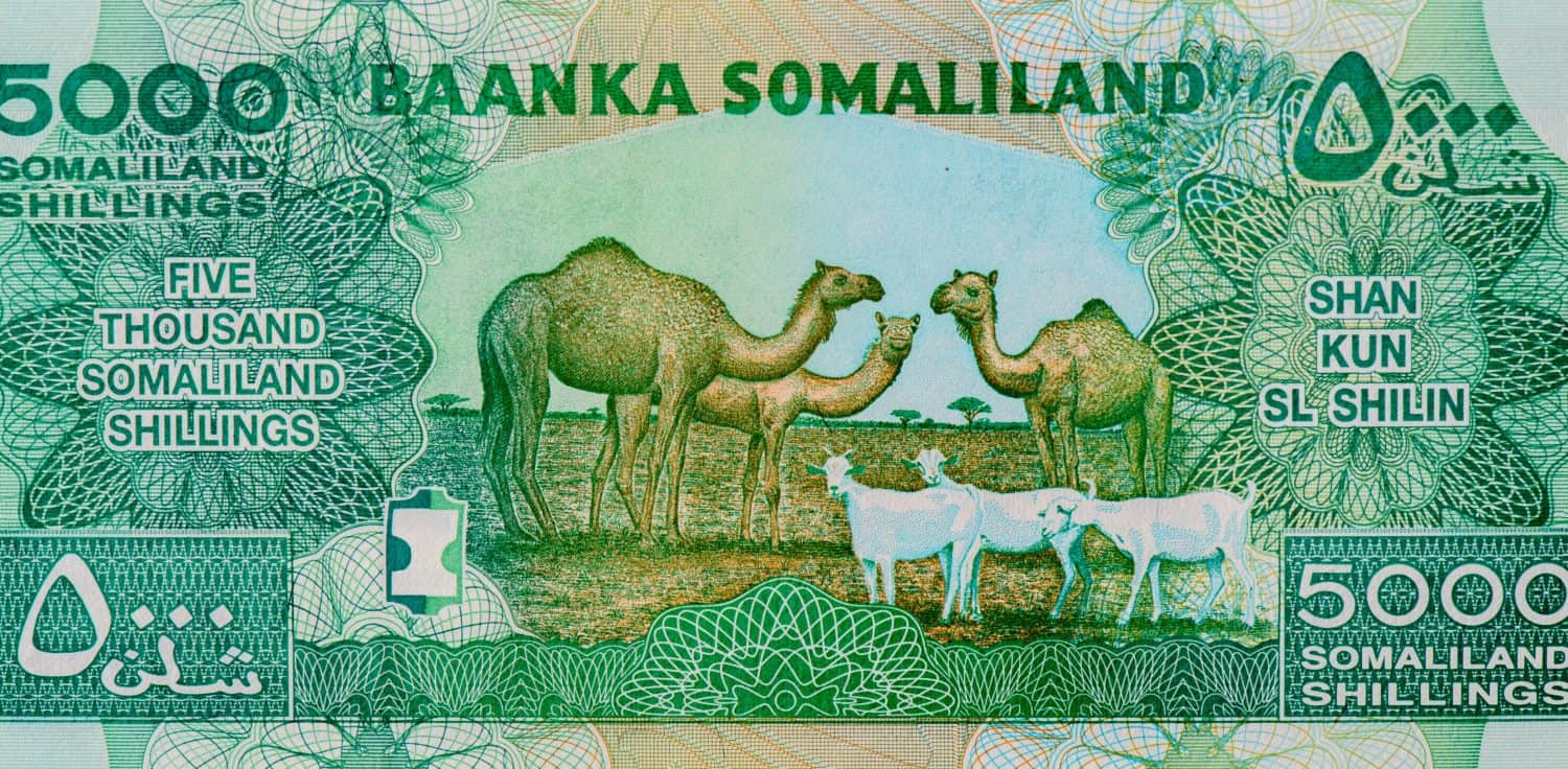 Three camels and three goats foraging, Portrait from Somaliland 5000 Shillings 2011 Banknotes.